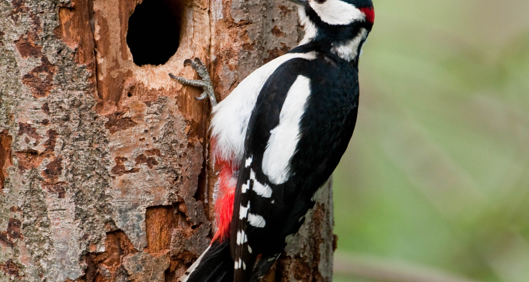 Vogelexkursion und Bauernfrühstück (nsp_img_80f048a)