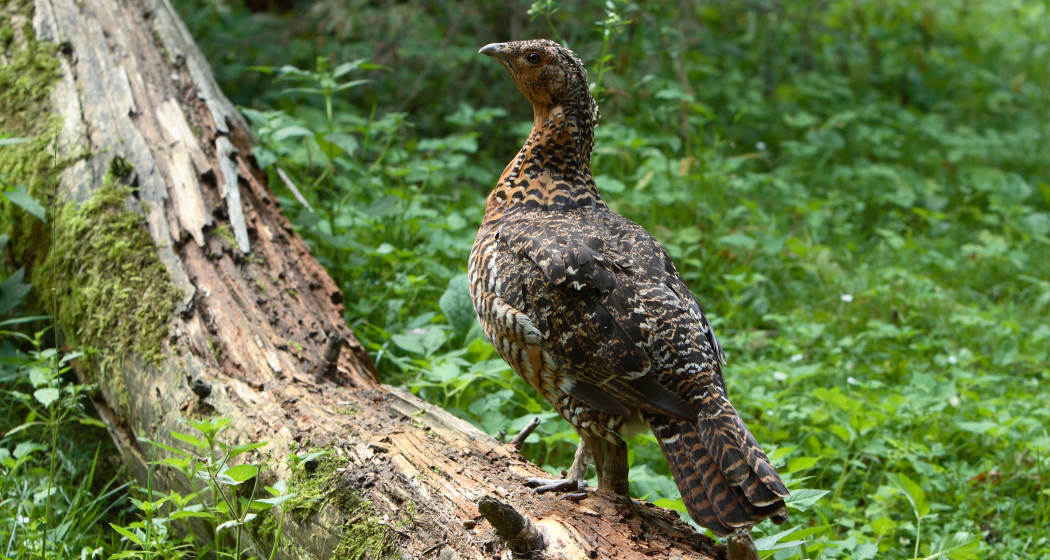 Das Auerhuhn, König des Bergwaldes (nsp_img_e57555b) Das Auerhuhn, König des Bergwaldes (nsp_img_e57555b)