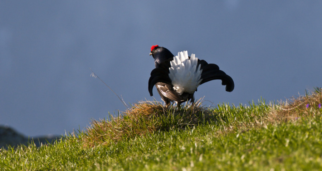 Balzende Birkhähne (nsp_img_e5aaf88)