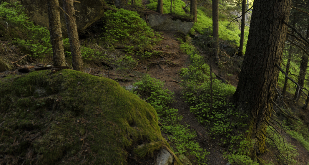 Boulderparadies Magic Wood (nsp_img_e610fa5)