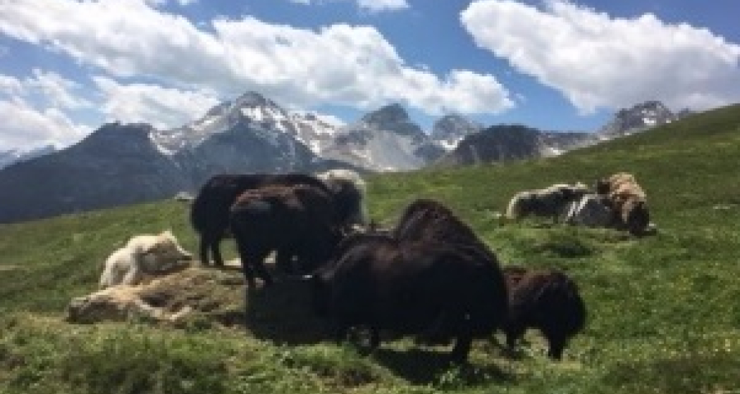 Bio-Hof Heinz Casutt (nsp_img_fc923d4) Bio-Hof Heinz Casutt (nsp_img_fc923d4)