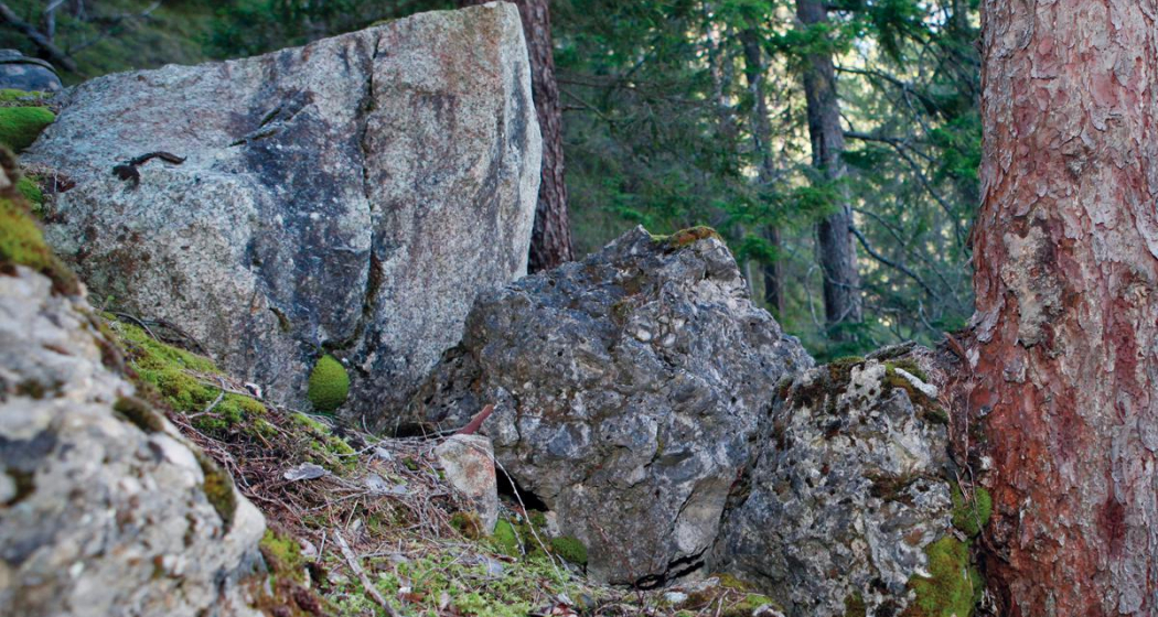Baum stoppt Felsbrocken