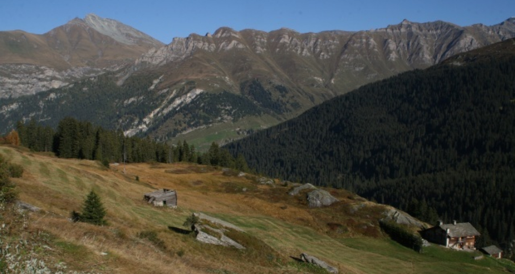 Moos; Foto: Adrian Vieli Moos; Foto: Adrian Vieli