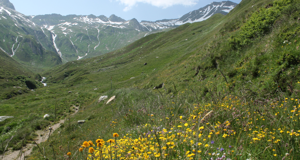 Aufstieg durch Blumenwiesen Aufstieg durch Blumenwiesen