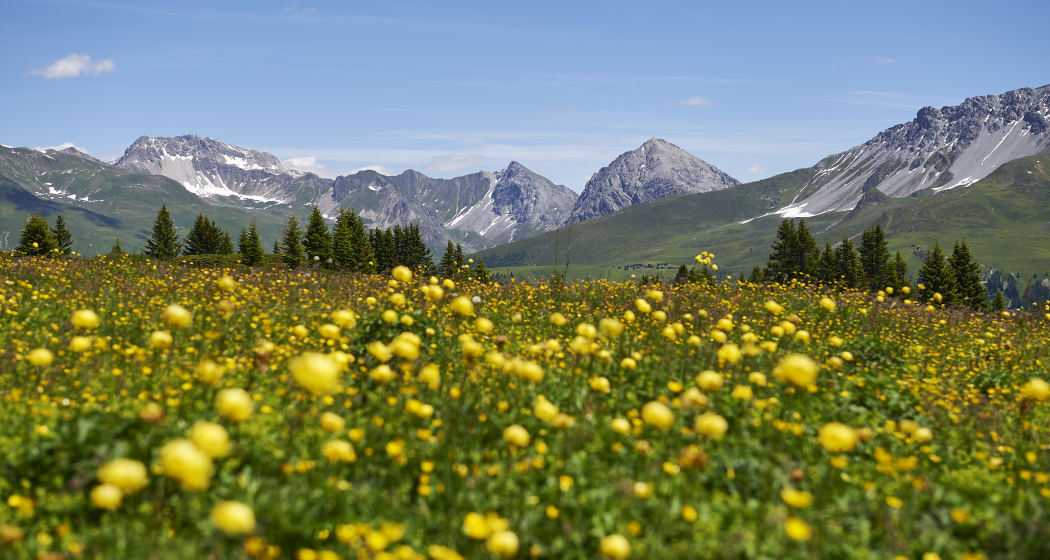Prätschalp im Sommer Prätschalp im Sommer
