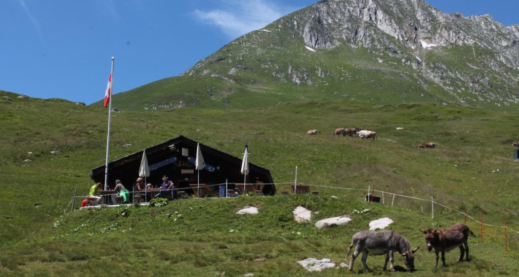 Hütte Las Palas mit den zwei Eseln Hütte Las Palas mit den zwei Eseln
