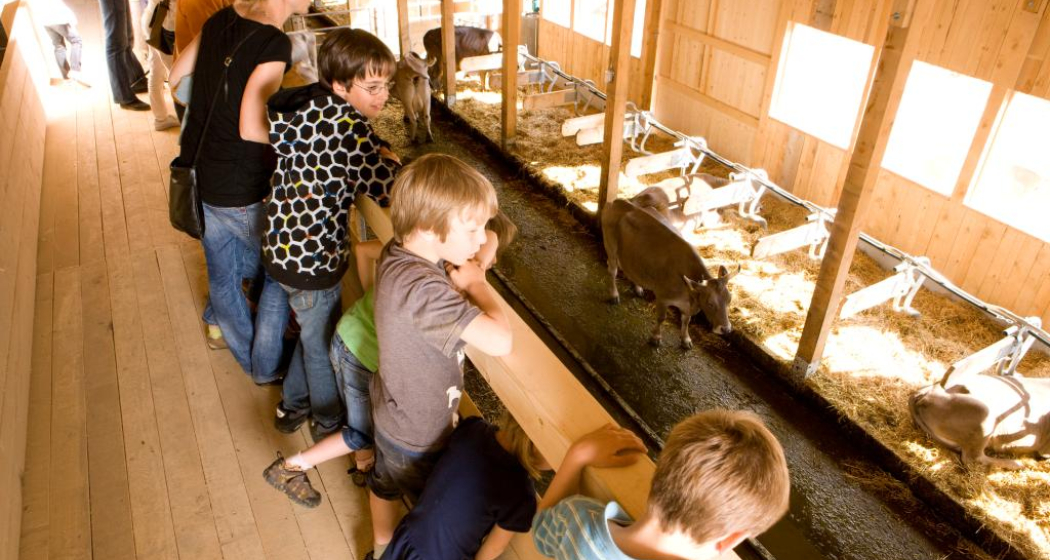 Auf dem Steg können die Tiere beobachtet werden