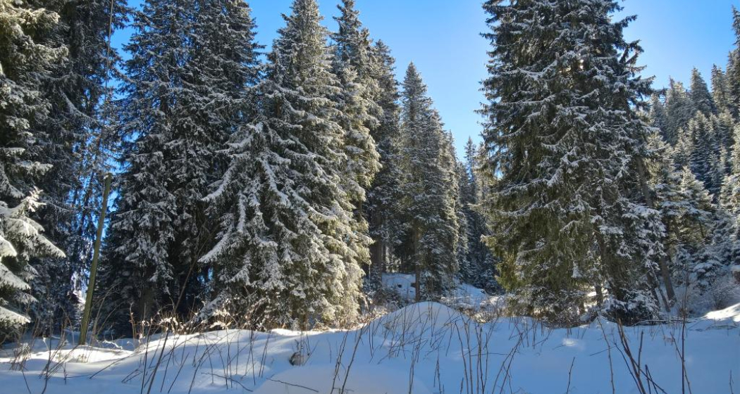 Nähe Polenhütte Nähe Polenhütte