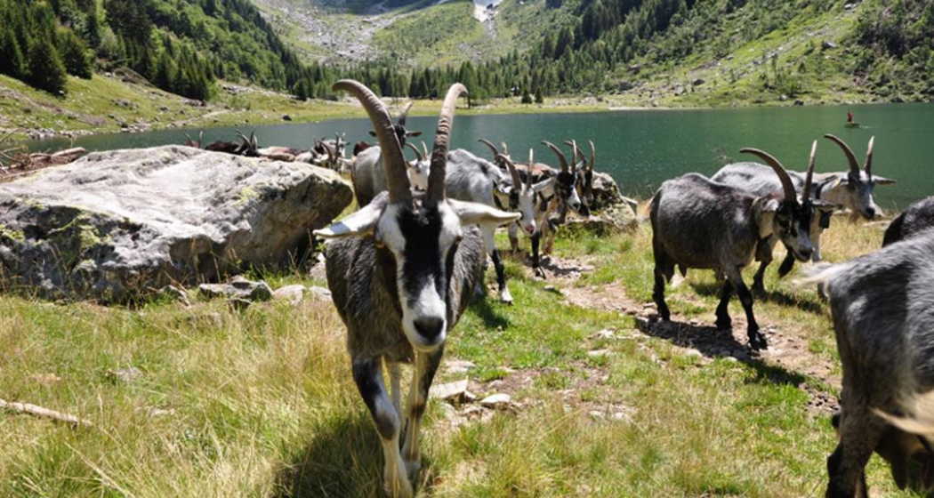 Laghetto Val Cama Laghetto Val Cama
