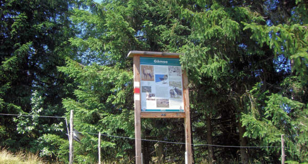 Informationstafel Gämse Informationstafel Gämse