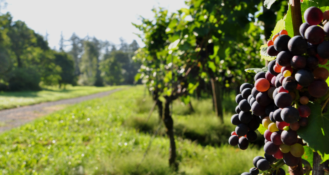Der Fläsch-Trail - Der Trail für Weinliebhaber Der Fläsch-Trail - Der Trail für Weinliebhaber