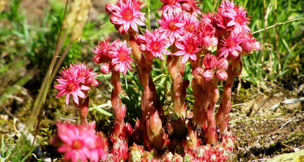 «spinnwebige Hauswurz» bei Lingin ob Zernez