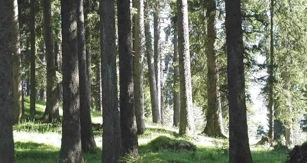 Hochmontaner Fichtenwald bei Flanz Hochmontaner Fichtenwald bei Flanz