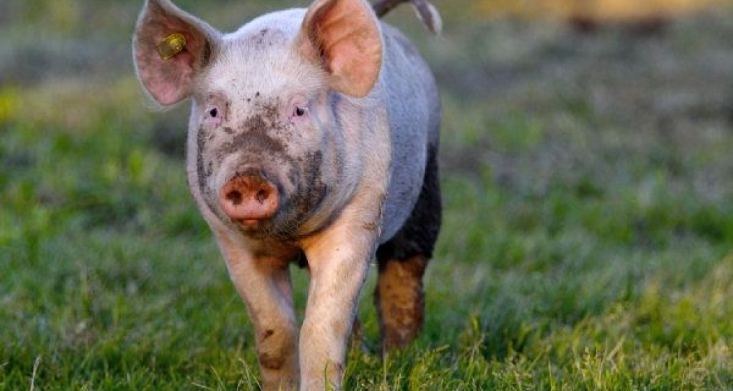 Schweine auf der Alp