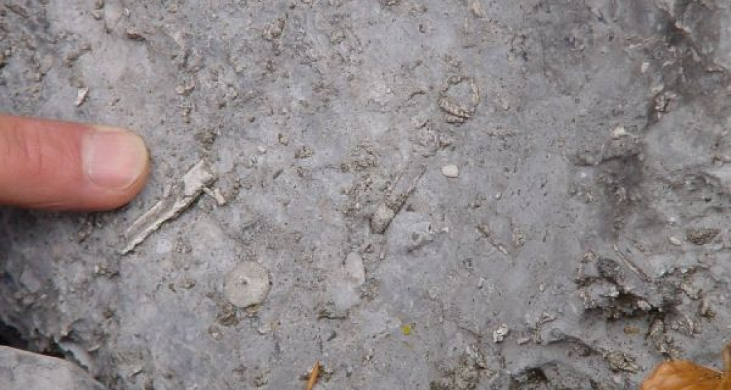 Versteinerungen unter unseren Füssen Versteinerungen unter unseren Füssen