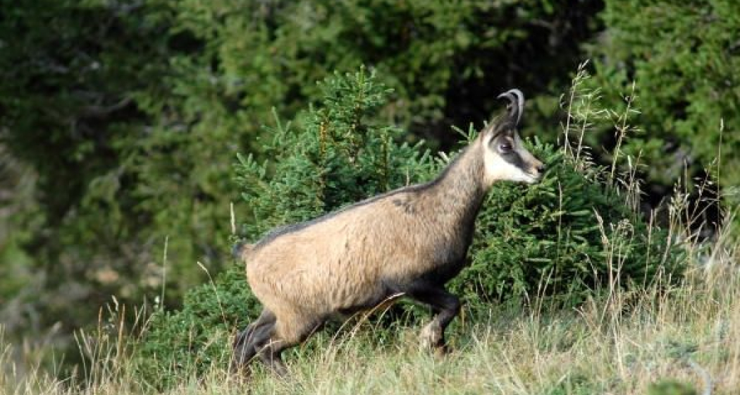 Gams, oft in steilen Planggen unter den Felsen