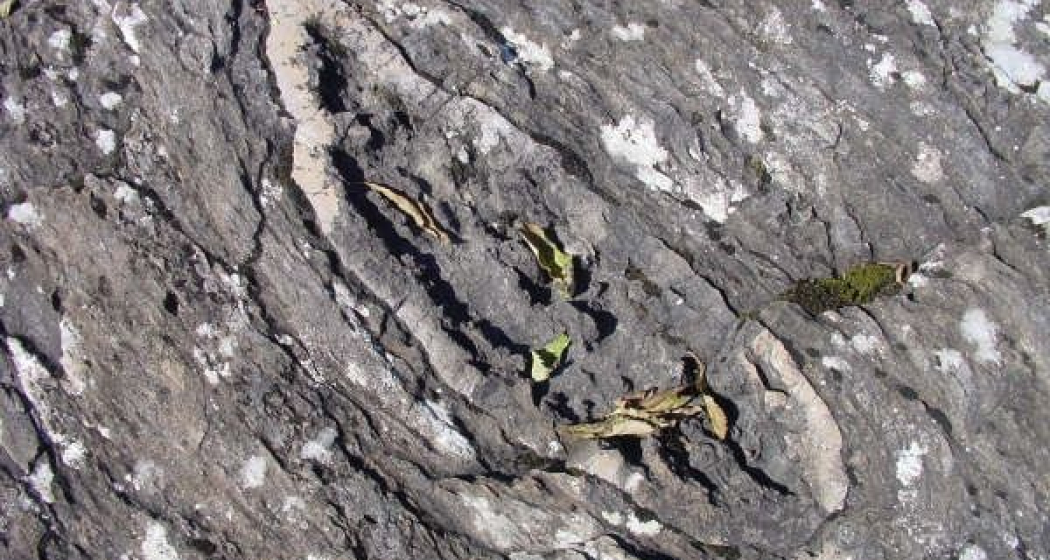 Kieselknollen am Weg, «Dinosauriertatzen» Kieselknollen am Weg, «Dinosauriertatzen»