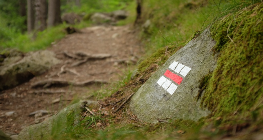 Der Wurzelteppich Der Wurzelteppich