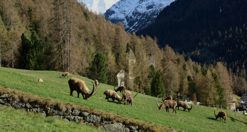 Steinböcke im Frühling oberhalb von Pontresina Steinböcke im Frühling oberhalb von Pontresina