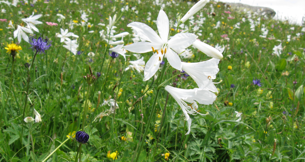 Etappe 7: Paradieslilien Etappe 7: Paradieslilien