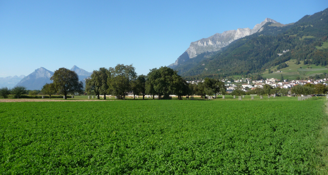 Willkommen im Winzerdörfchen Malans Willkommen im Winzerdörfchen Malans