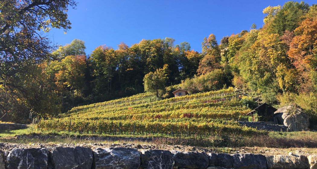 Der höchste Rebberg der Ostschweiz - Rebberg Portaser bei Pfäfers Der höchste Rebberg der Ostschweiz - Rebberg Portaser bei Pfäfers
