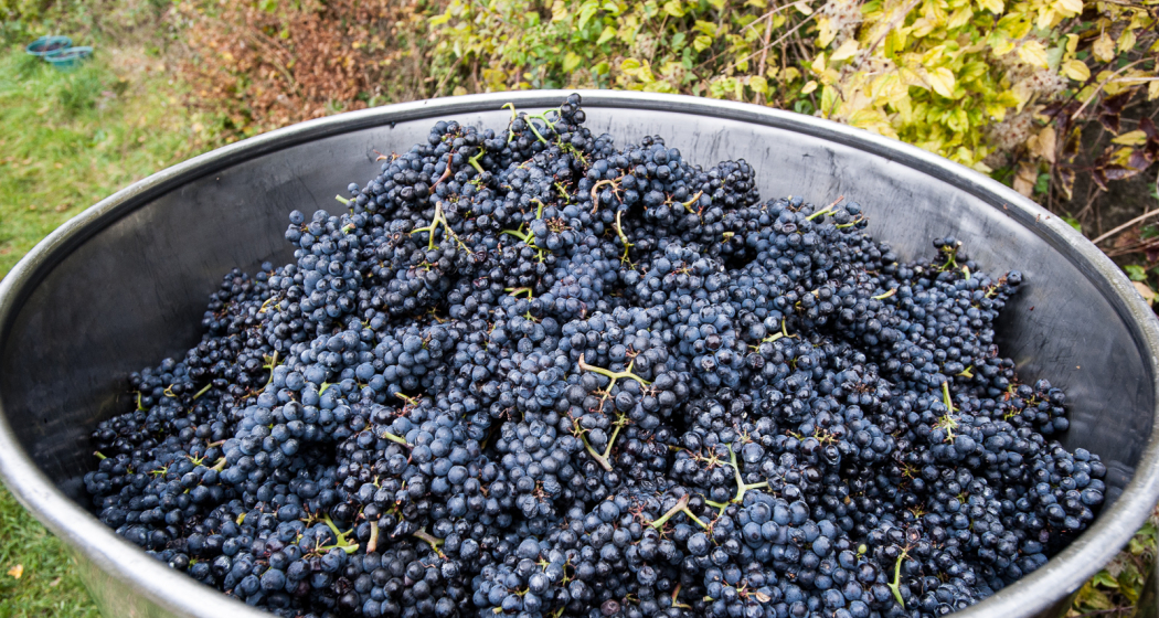 Unterwegs in der kleinen Region der grossen Weine. Unterwegs in der kleinen Region der grossen Weine.