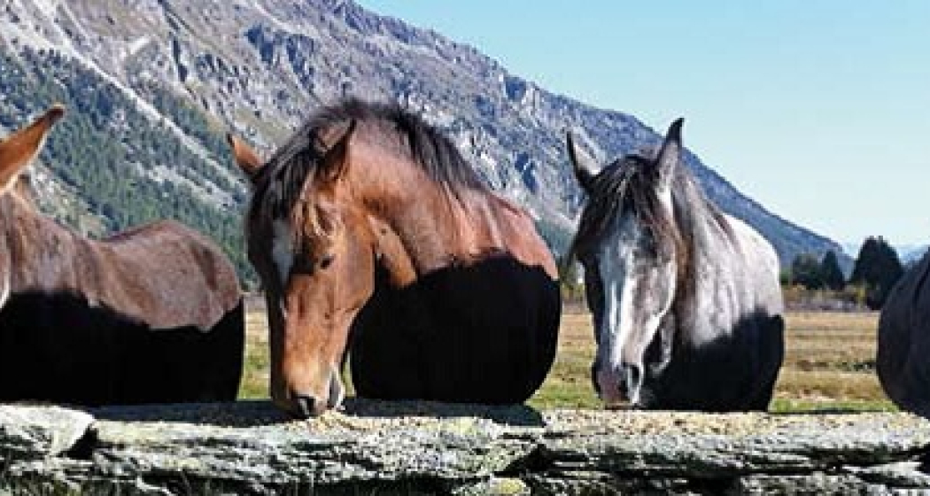 Esel, Pferdetrekking (oua_29337960_image) Esel, Pferdetrekking (oua_29337960_image)