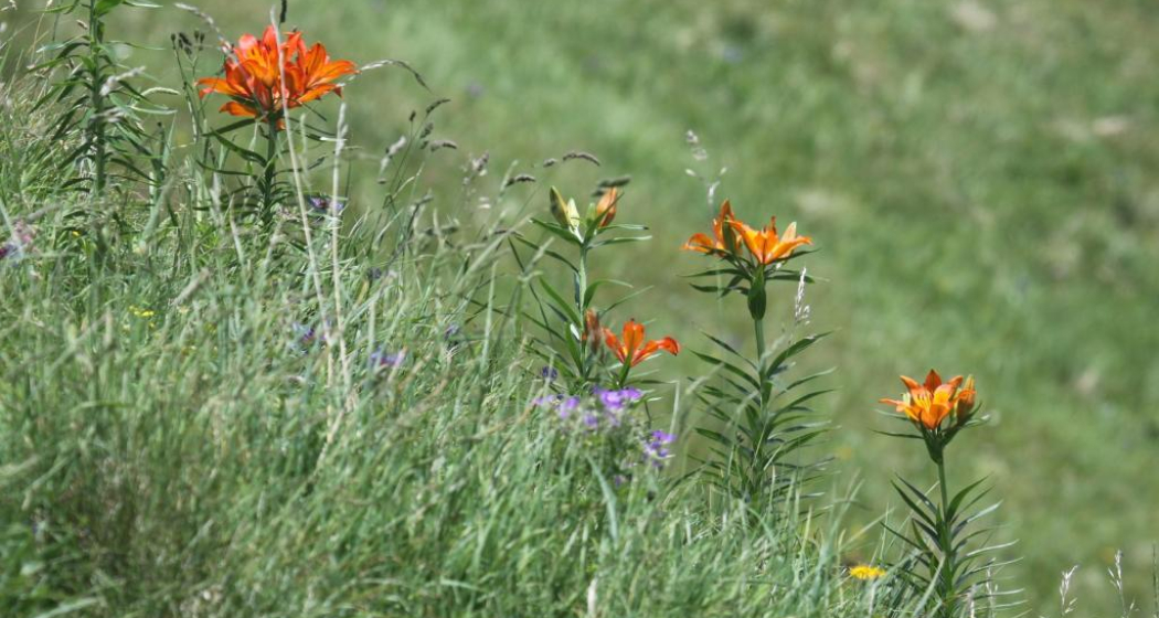 Orangerote Feuerlilie Orangerote Feuerlilie
