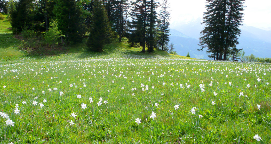Narzissenwiese in Seewis Narzissenwiese in Seewis