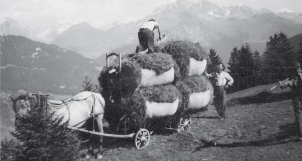 Frauen und Männer halfen beim Heuen. Für den Transport wurden Kühe und Pferde eingesetzt.