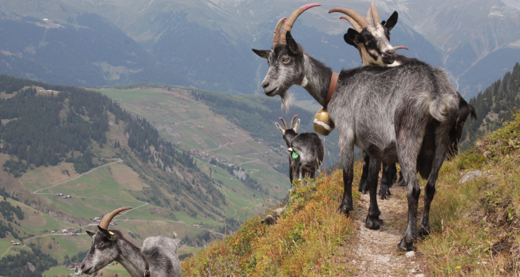 Ziegen von der Alp Puzzetta Ziegen von der Alp Puzzetta