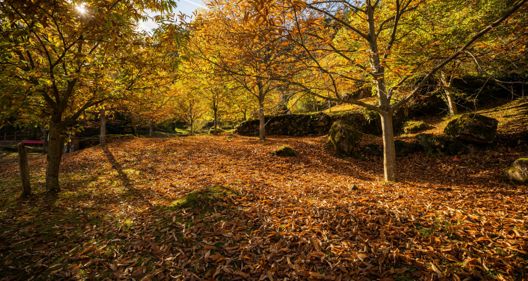 Einblicke in den Murger Kastanienwald Einblicke in den Murger Kastanienwald