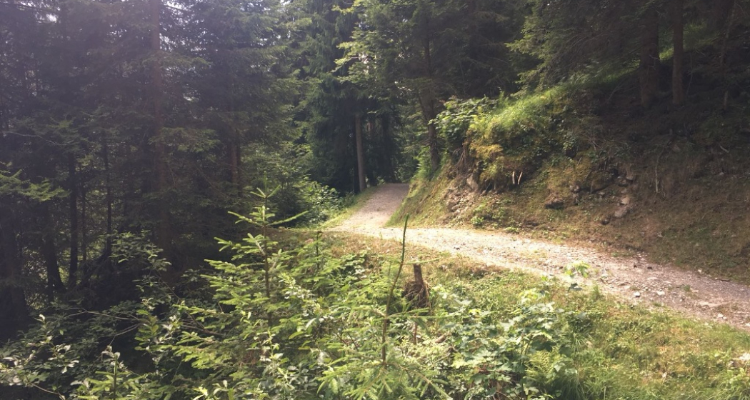 Der Weg im Wald Der Weg im Wald