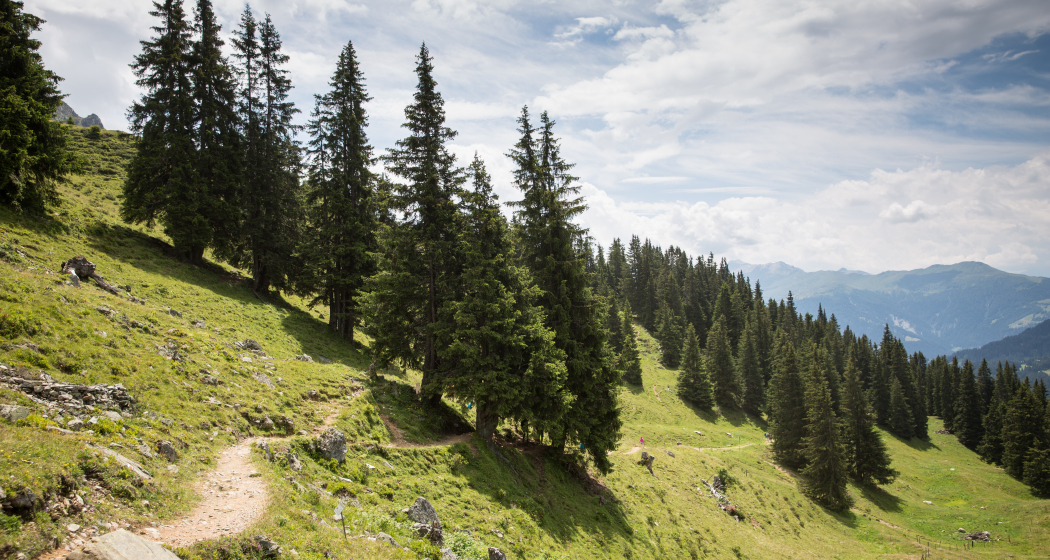 Der Weg führt über Wurzeln, Stock und Stein und durch den Wald Der Weg führt über Wurzeln, Stock und Stein und durch den Wald