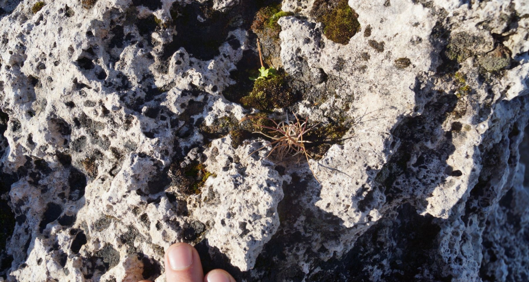 Rauwacke am Spitzmeilen