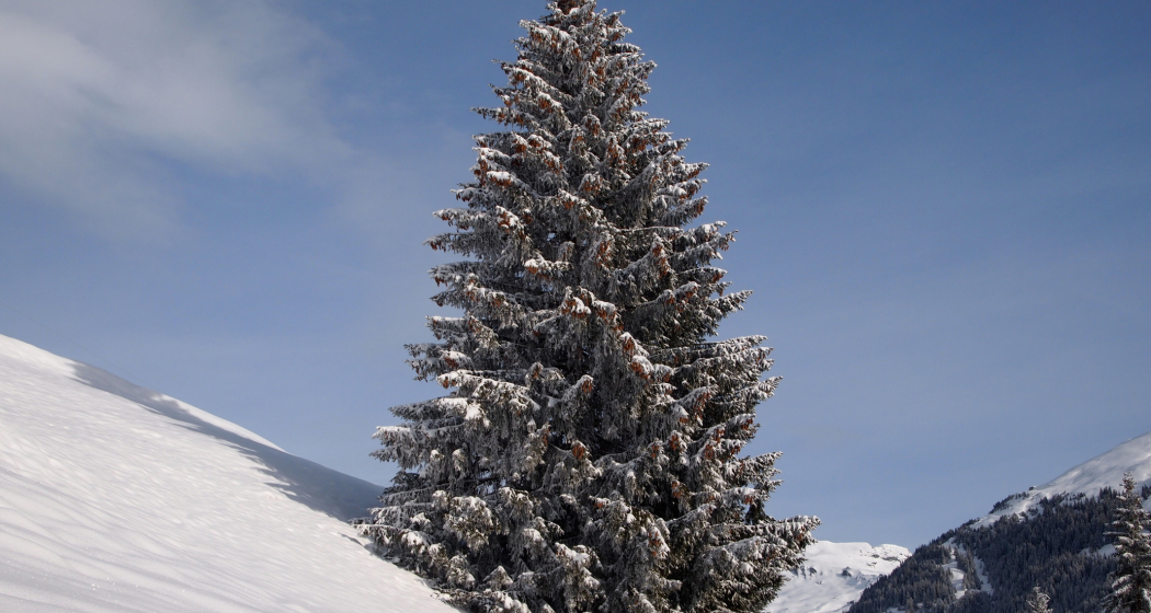 Schneeschuhwanderung Ladinas ab Andiast (oua_35504322_image) Schneeschuhwanderung Ladinas ab Andiast (oua_35504322_image)