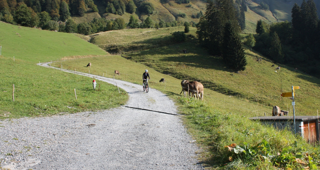 Mountainbike auf der Alp Lüsis Mountainbike auf der Alp Lüsis
