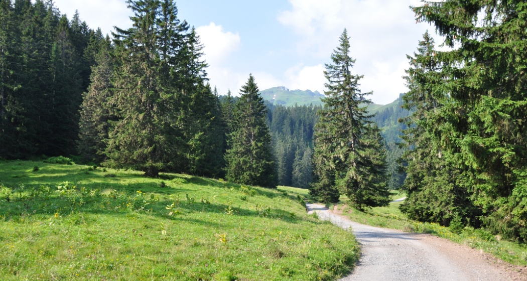 Im Hintergrund der Sächsmoor Im Hintergrund der Sächsmoor