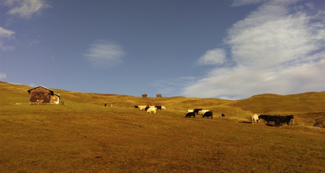 Casaulta's Galloway, Lumbrein (oua_36696626_image) Casaulta's Galloway, Lumbrein (oua_36696626_image)