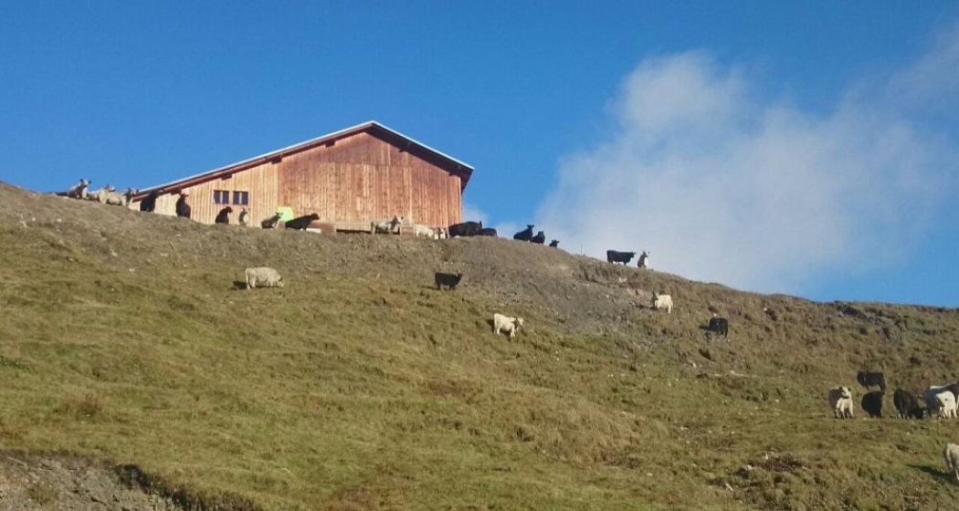 Casaulta's Galloway, Lumbrein (oua_36696627_image) Casaulta's Galloway, Lumbrein (oua_36696627_image)