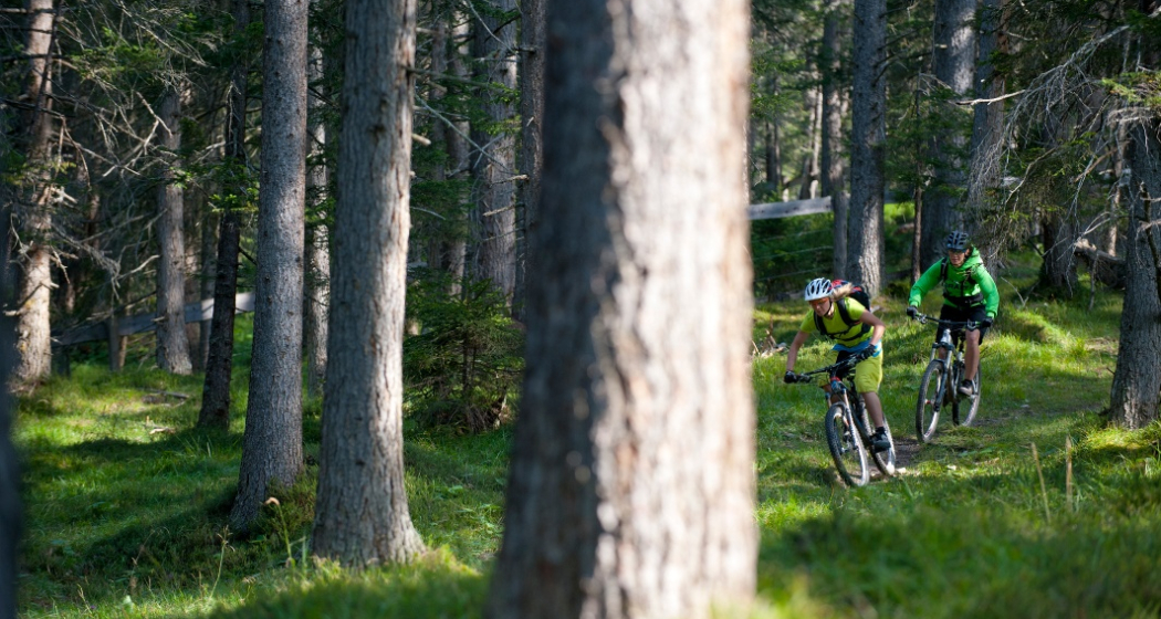 Der eindrückliche Lärchenwald bei Lantsch / Lenz
