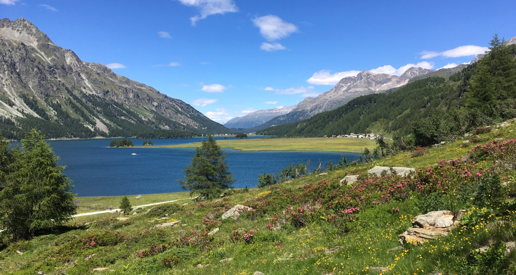 Alpenrosenblüte am Lej da Segl Alpenrosenblüte am Lej da Segl