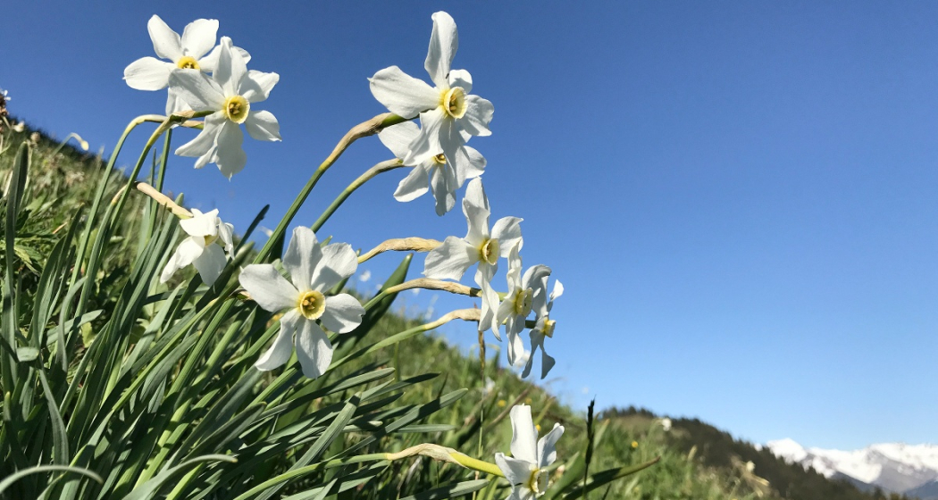 Auch Narzissen findet man am Fanaserberg Auch Narzissen findet man am Fanaserberg