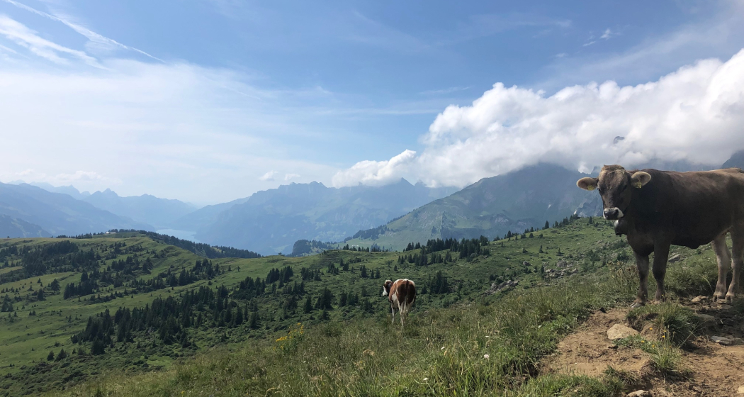 Rinder auf der Weide mit Blick Richtung Walensee.
