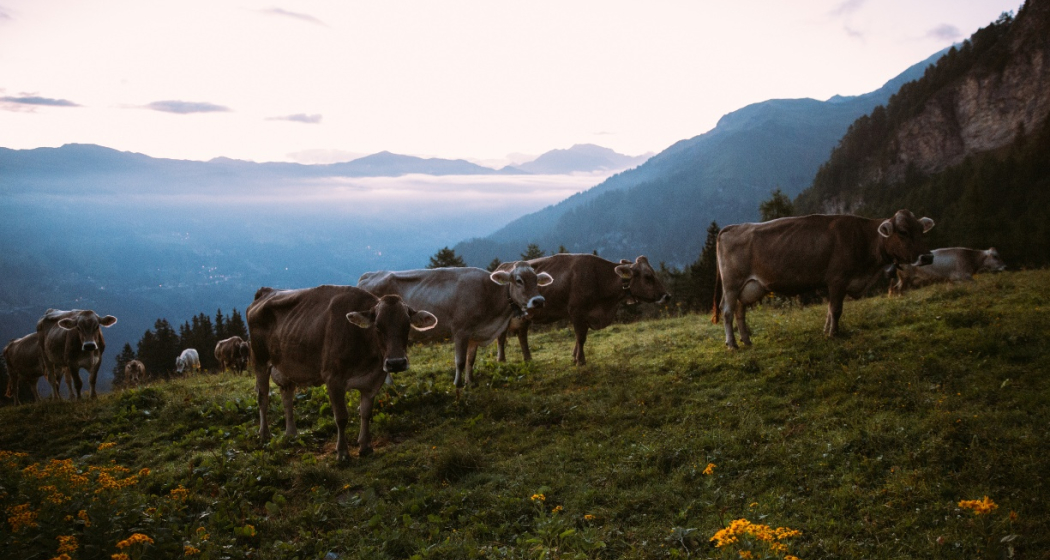 Alp Farur Alp Farur
