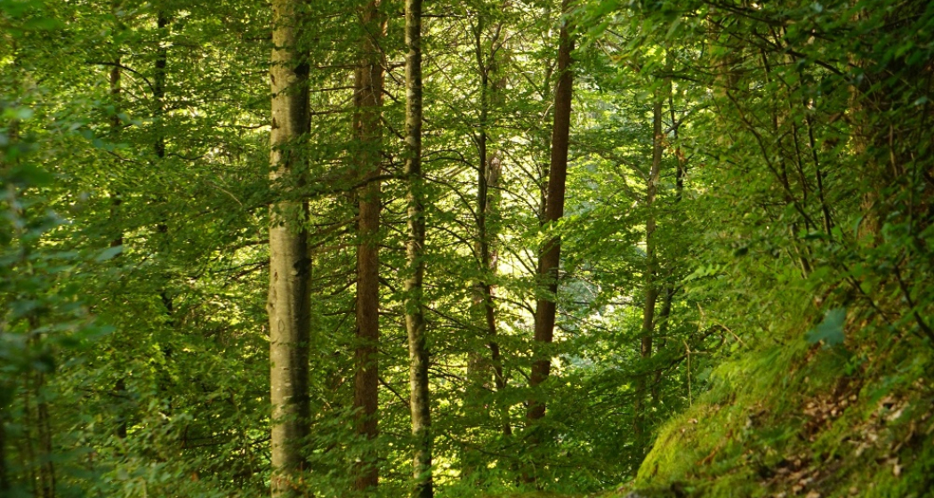Wald kurz vor dem Bad Serneus Wald kurz vor dem Bad Serneus