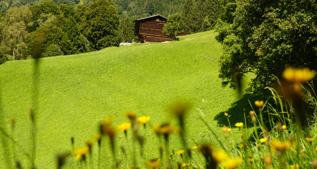 Auf dem Weg zwischen dem Alpenrösli und dem Schlappintobel Auf dem Weg zwischen dem Alpenrösli und dem Schlappintobel