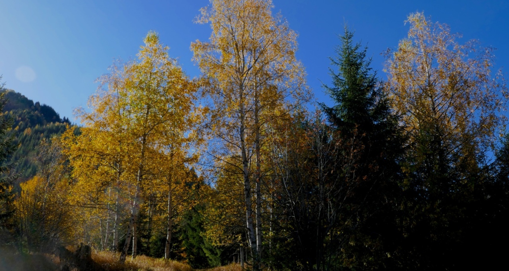 Indian summer Indian summer