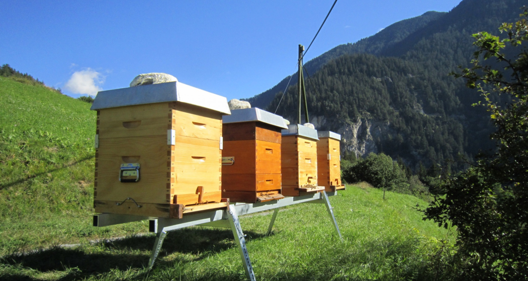 Imker Meltger Devonas / Honig